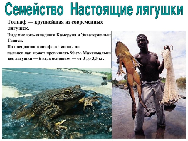 Голиаф — крупнейшая из современных лягушек.   Эндемик юго-западного Камеруна и Экваториальной Гвинеи.  Полная длина голиафа от морды до  пальцев лап может превышать 90 см. Максимальный вес лягушки — 6 кг, в основном — от 3 до 3,5 кг. 