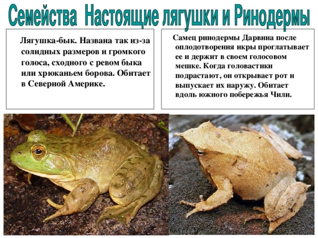  Лягушка-бык. Названа так из-за солидных размеров и громкого голоса, сходного c ревом быка или хрюканьем борова. Обитает в Северной Америке.  Самец ринодермы Дарвина после оплодотворения икры проглатывает ее и держит в своем голосовом мешке. Когда головастики подрастают, он открывает рот и выпускает их наружу. Обитает вдоль южного побережья Чили. 