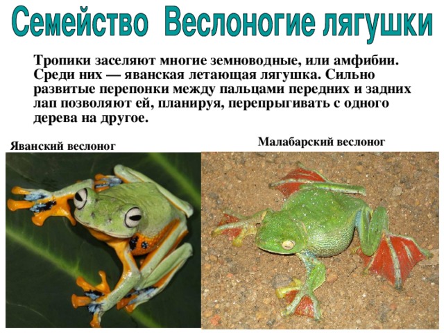 Тропики заселяют многие земноводные, или амфибии. Среди них — яванская летающая лягушка. Сильно развитые перепонки между пальцами передних и задних лап позволяют ей, планируя, перепрыгивать с одного дерева на другое. Малабарский веслоног  Яванский веслоног 