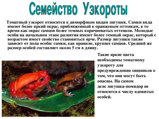  Томатный узкорот относится к диморфным видам лягушек. Самки вида имеют более яркий окрас, приближенный к оранжевым оттенкам, в то время как окрас самцов более темных коричневатых оттенков. Молодые особи на начальном этапе развития имеют более темный окрас, который с возрастом имеет свойство становиться ярче. Размер лягушки также зависит от пола особи: самки, как правило, крупнее самцов. Средний же размер особей составляет около 5 см в длину. Такие яркие цвета необходимы томатному узкороту для предупреждения хищников о том, что они могут быть опасны. На самом деле лягушка-помидор не относится к числу ядовитых особей.  