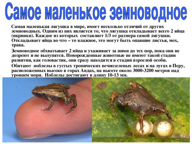  Самая маленькая лягушка в мире, имеет несколько отличий от других земноводных. Одним из них является то, что лягушка откладывает всего 2 яйца (икринки). Каждое из которых  составляет 1/3 от размера самой лягушки. Откладывает яйца во что – то влажное, это могут быть опавшие листья, мох, трава.  Земноводное обхватывает 2 яйца и ухаживает за ними до тех пор, пока они не дозреют и не вылупятся. Новорожденные животные не имеют такой стадии развития, как головастик, они сразу находятся в стадии взрослой особи.  Обитают  ноблелы в густых тропических вечнозеленых лесах и на лугах в Перу, расположенных высоко в горах Андах, на высоте около 3000-3200 метров над уровнем моря. Ноблелы достигают в длину 10-13 мм. 