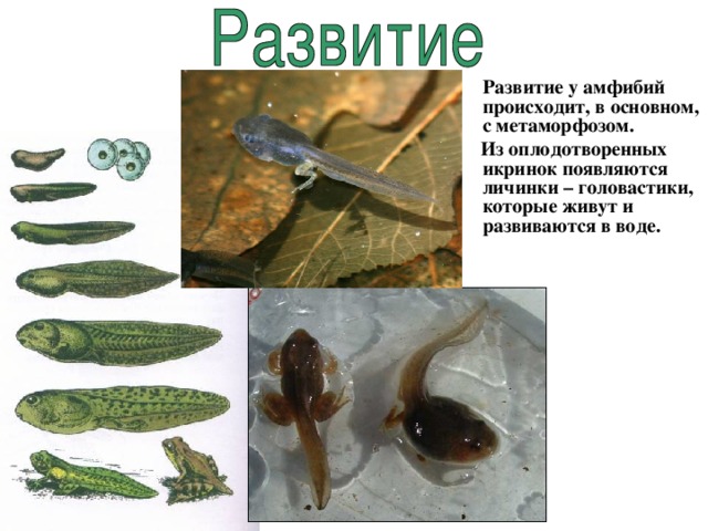  Развитие у амфибий происходит, в основном, с метаморфозом.  Из оплодотворенных икринок появляются личинки – головастики, которые живут и развиваются в воде. 