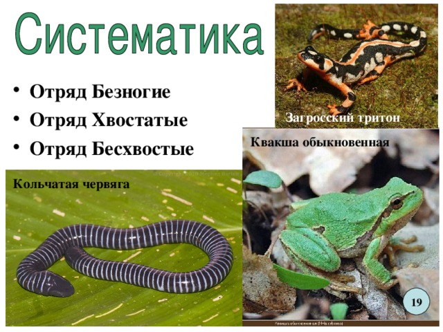 Отряд Безногие Отряд Хвостатые Отряд Бесхвостые Загросский тритон Квакша обыкновенная Кольчатая червяга 19 