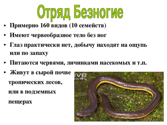 Примерно 160 видов (10 семейств) Имеют червеобразное тело без ног Глаз практически нет, добычу находят на ощупь или по запаху Питаются червями, личинками насекомых и т.п. Живут в сырой почве  тропических лесов,  или в подземных  пещерах  