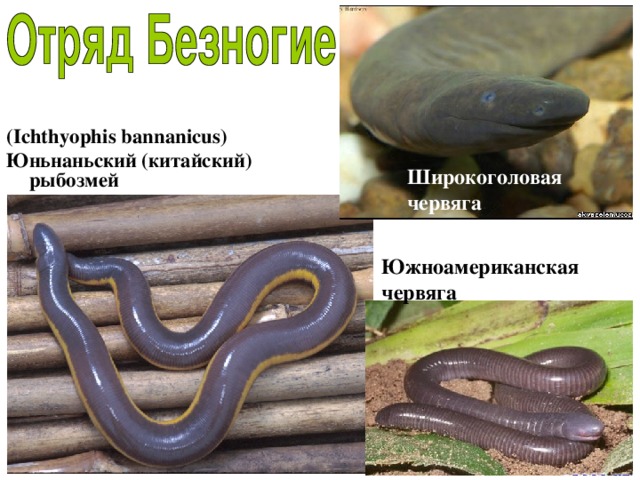 (Ichthyophis bannanicus) Юньнаньский (китайский)  рыбозмей Широкоголовая  червяга Южноамериканская червяга 