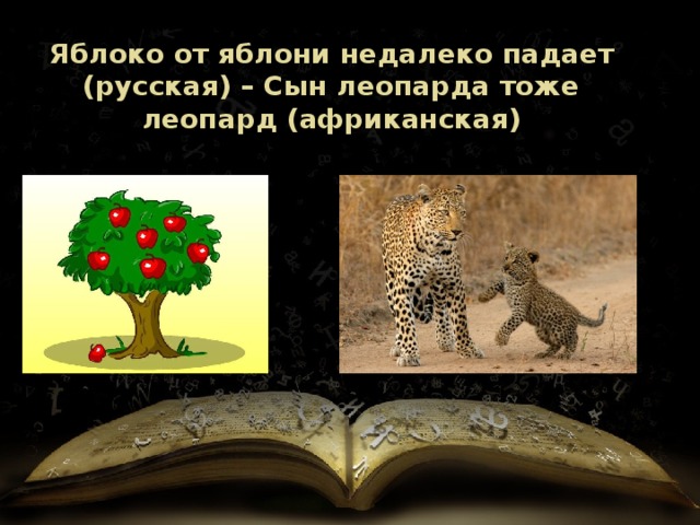 Яблоко от яблони недалеко падает (русская) – Сын леопарда тоже леопард (африканская) 