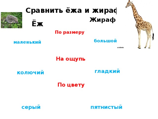 Сравнить ёжа и жирафа. Жираф Ёж По размеру большой маленький На ощупь гладкий колючий По цвету серый пятнистый 