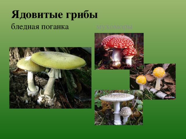 Ядовитые грибы мухоморы бледная поганка 