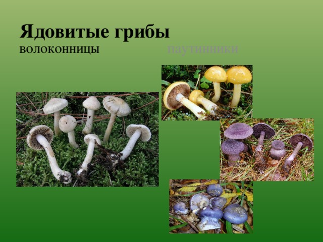 Ядовитые грибы паутинники волоконницы 