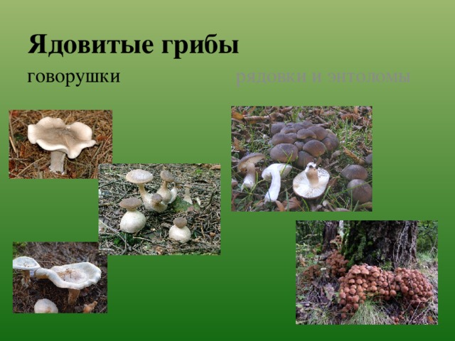 Ядовитые грибы рядовки и энтоломы говорушки 