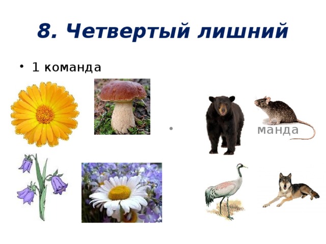 8. Четвертый лишний 1 команда  2 команда 