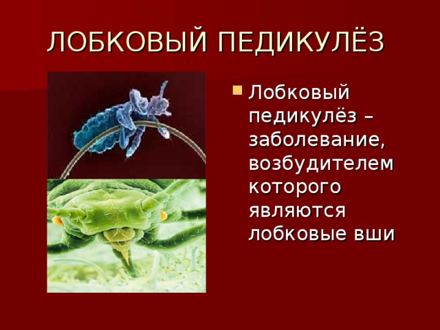 ЛОБКОВЫЙ ПЕДИКУЛЁЗ Лобковый педикулёз – заболевание, возбудителем которого являются лобковые вши 