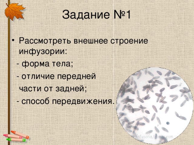 Рассмотреть внешнее строение инфузории:  - форма тела;  - отличие передней  части от задней;  - способ передвижения. 