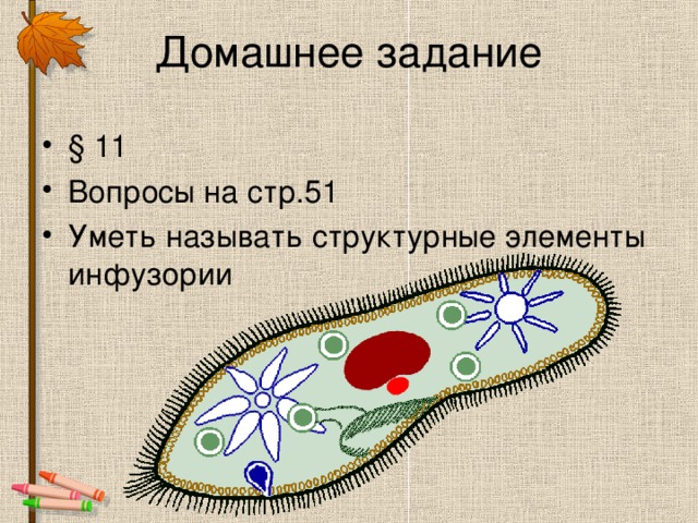 Домашнее задание § 11 Вопросы на стр.51 Уметь называть структурные элементы инфузории 