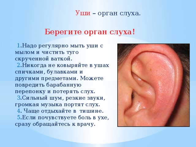 Уши  – орган слуха. Берегите орган слуха!    1 .Надо регулярно мыть уши с мылом и чистить туго скрученной ваткой.  2 .Никогда не ковыряйте в ушах спичками, булавками и другими предметами. Можете повредить барабанную перепонку и потерять слух.  3 .Сильный шум, резкие звуки, громкая музыка портят слух.  4 . Чаще отдыхайте в тишине.  5 .Если почувствуете боль в ухе, сразу обращайтесь к врачу.