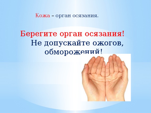 Кожа – орган осязания. Берегите орган осязания!  Не допускайте ожогов, обморожений!