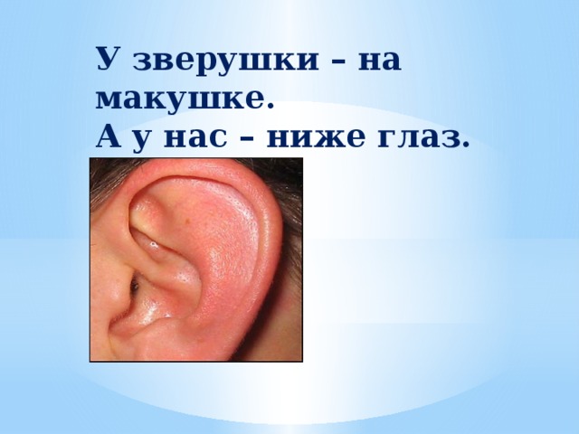 У зверушки – на макушке.  А у нас – ниже глаз.
