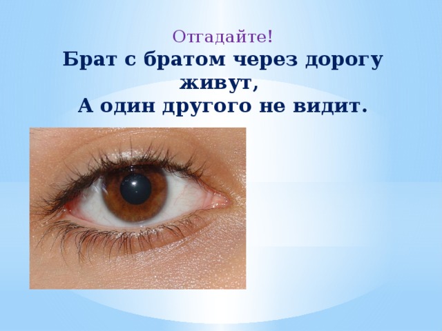 Отгадайте!  Брат с братом через дорогу живут,  А один другого не видит.