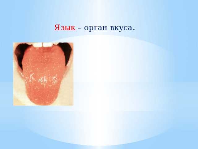 Язык – орган вкуса.