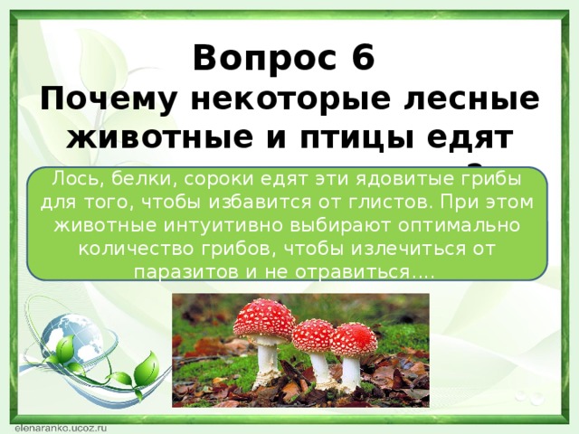 Вопрос 6 Почему некоторые лесные животные и птицы едят ядовитые мухоморы?    Лось, белки, сороки едят эти ядовитые грибы для того, чтобы избавится от глистов. При этом животные интуитивно выбирают оптимально количество грибов, чтобы излечиться от паразитов и не отравиться....  