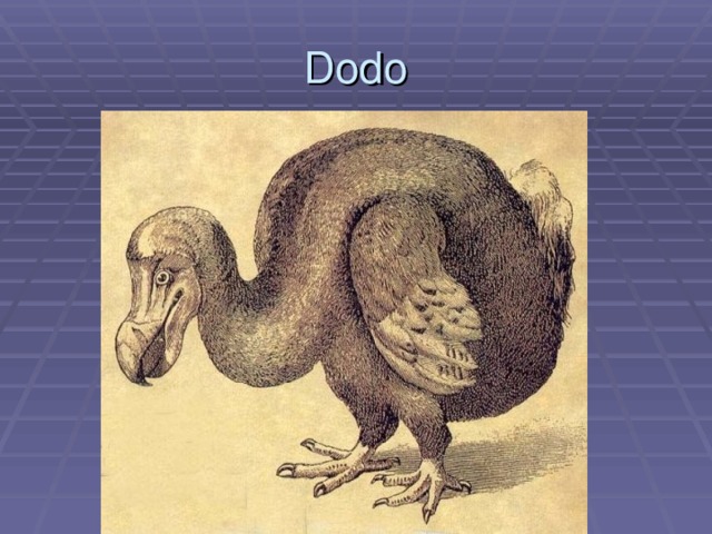 Dodo 