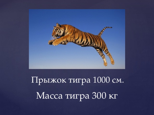 Прыжок тигра 1000 см. Масса тигра 300 кг 