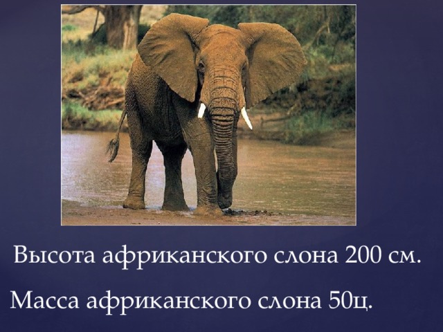 Высота африканского слона 200 см. Масса африканского слона 50ц. 