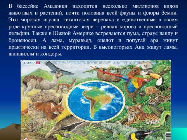 В бассейне Амазонки находится несколько миллионов видов животных и растений, почти половина всей фауны и флоры Земли. Это морская игуана, гигантская черепаха и единственные в своем роде крупные пресноводные звери – речная корова и пресноводный дельфин. Также в Южной Америке встречаются пума, страус нанду и броненосец. А лама, муравьед, оцелот и попугай ара живут практически на всей территории. В высокогорьях Анд живут ламы, шиншиллы и кондоры. 