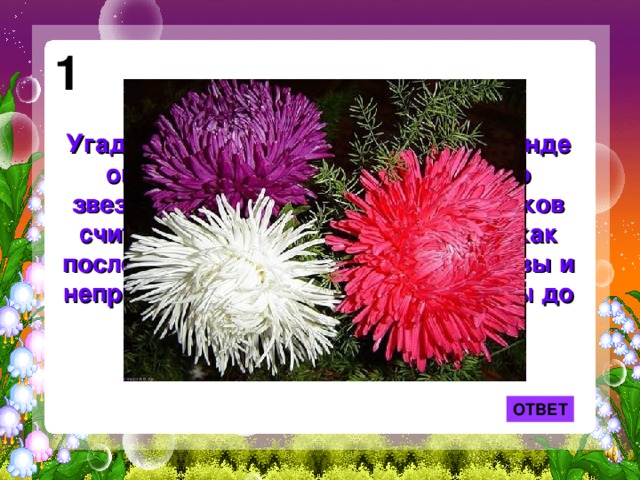 1 Угадайте, что это за цветок? По легенде он вырос из пылинки, упавшей со звезды. Это растение у древних греков считалось амулетом. Его цветки — как последняя улыбка осени. Они красивы и неприхотливы —выдерживая морозы до семи градусов. ОТВЕТ