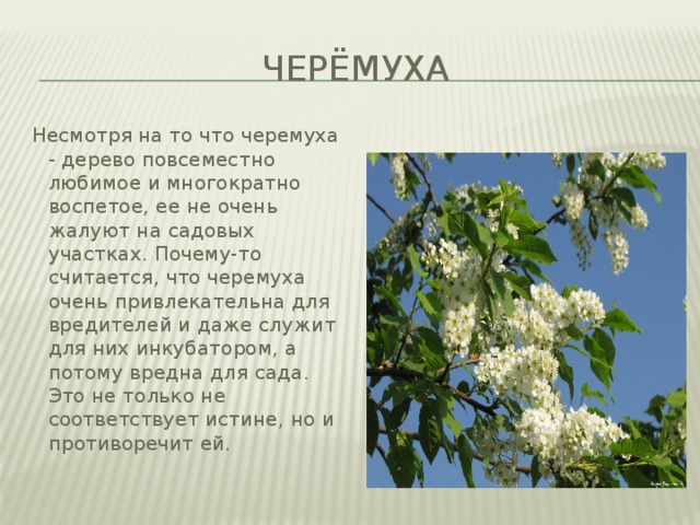 черёмуха Несмотря на то что черемуха - дерево повсеместно любимое и многократно воспетое, ее не очень жалуют на садовых участках. Почему-то считается, что черемуха очень привлекательна для вредителей и даже служит для них инкубатором, а потому вредна для сада. Это не только не соответствует истине, но и противоречит ей. 