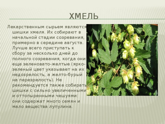 хмель Лекарственным сырьем являются шишки хмеля. Их собирают в начальной стадии созревания, примерно в середине августа. Лучше всего приступать к сбору за несколько дней до полного созревания, когда они еще зеленовато-желтые (ярко-зеленый цвет указывает на их недозрелость, а желто-бурый на перезрелость). Не рекомендуется также собирать шишки с сильно увеличенными и оттопыренными чешуями: они содержат много семян и мало вещества лупулина. 