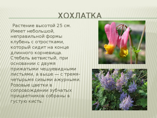 хохлатка  Растение высотой 25 см. Имеет небольшой, неправильной формы клубень с отростками, который сидит на конце длинного корневища. Стебель ветвистый, при основании с двумя прижатыми чешуевидными листьями, а выше — с тремя-четырьмя сизыми ажурными. Розовые цветки в сопровождении зубчатых прицветников собраны в густую кисть. 