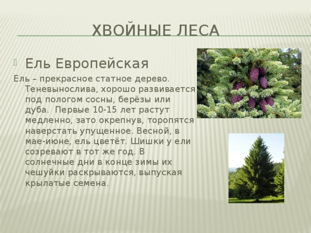 Хвойные леса Ель Европейская Ель – прекрасное статное дерево. Теневынослива, хорошо развивается под пологом сосны, берёзы или дуба. Первые 10-15 лет растут медленно, зато окрепнув, торопятся наверстать упущенное. Весной, в мае-июне, ель цветёт. Шишки у ели созревают в тот же год. В солнечные дни в конце зимы их чешуйки раскрываются, выпуская крылатые семена. 