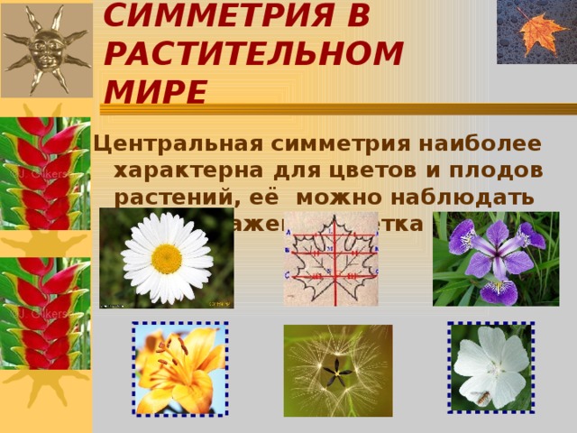 СИММЕТРИЯ В РАСТИТЕЛЬНОМ МИРЕ Центральная симметрия наиболее характерна для цветов и плодов растений, её можно наблюдать на изображении цветка ромашки. 