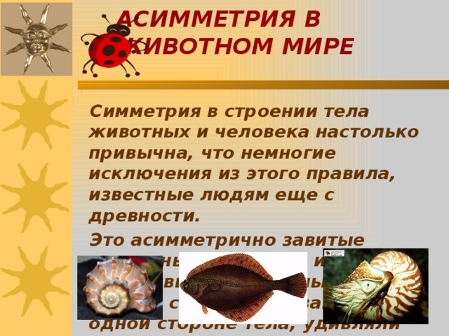 АСИММЕТРИЯ В ЖИВОТНОМ МИРЕ  Симметрия в строении тела животных и человека настолько привычна, что немногие исключения из этого правила, известные людям еще с древности.  Это асимметрично завитые раковины моллюсков или уродливые тела донных рыб – камбал с обоими глазами на одной стороне тела, удивляли ученых на протяжении многих столетий. 