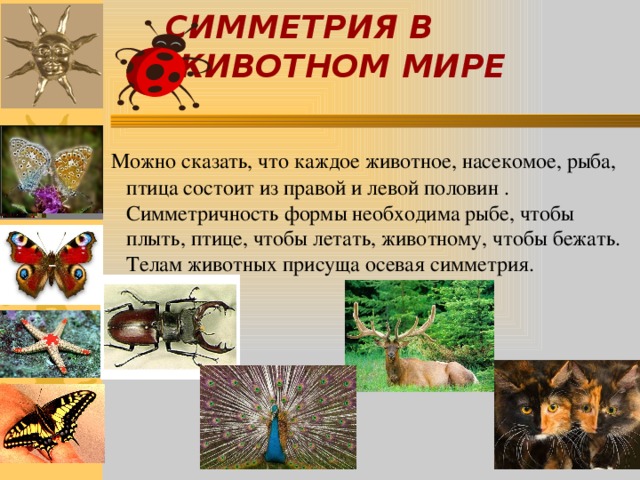 СИММЕТРИЯ В ЖИВОТНОМ МИРЕ  Можно сказать, что каждое животное, насекомое, рыба, птица состоит из правой и левой половин . Симметричность формы необходима рыбе, чтобы плыть, птице, чтобы летать, животному, чтобы бежать. Телам животных присуща осевая симметрия. 