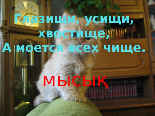 Глазищи, усищи, хвостище,  А моется всех чище. мысық