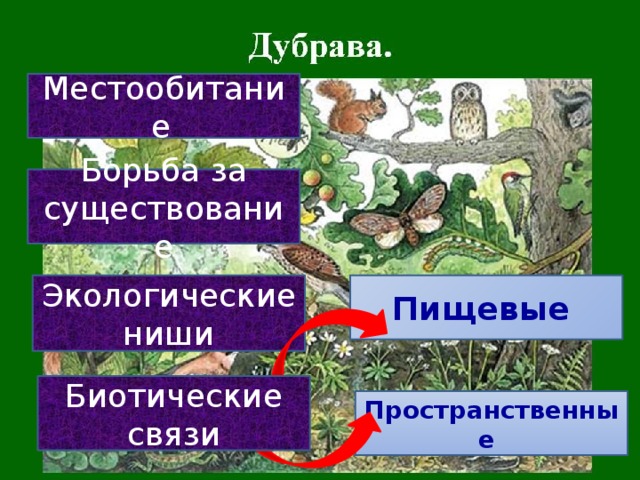 Местообитание  Борьба за существование Экологические ниши Пищевые Биотические связи Пространственные 