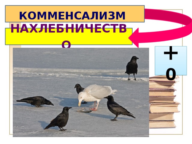 КОММЕНСАЛИЗМ  НАХЛЕБНИЧЕСТВО  + 0 