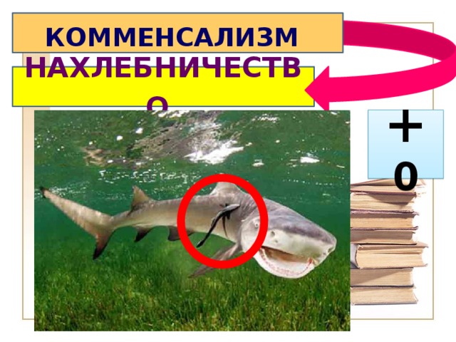 КОММЕНСАЛИЗМ  НАХЛЕБНИЧЕСТВО  + 0 