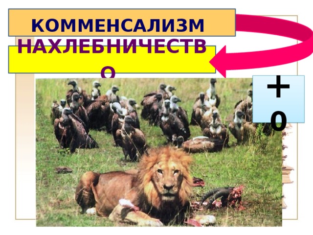 КОММЕНСАЛИЗМ  НАХЛЕБНИЧЕСТВО  + 0 