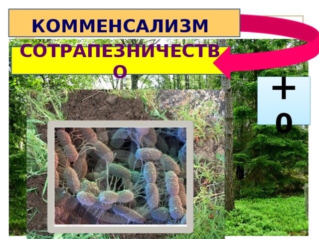 КОММЕНСАЛИЗМ  СОТРАПЕЗНИЧЕСТВО + 0 