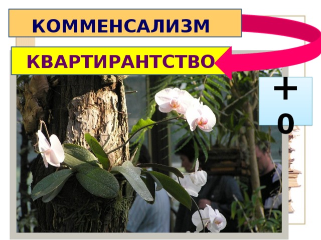 КОММЕНСАЛИЗМ  КВАРТИРАНТСТВО + 0 