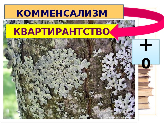 КОММЕНСАЛИЗМ  КВАРТИРАНТСТВО + 0 