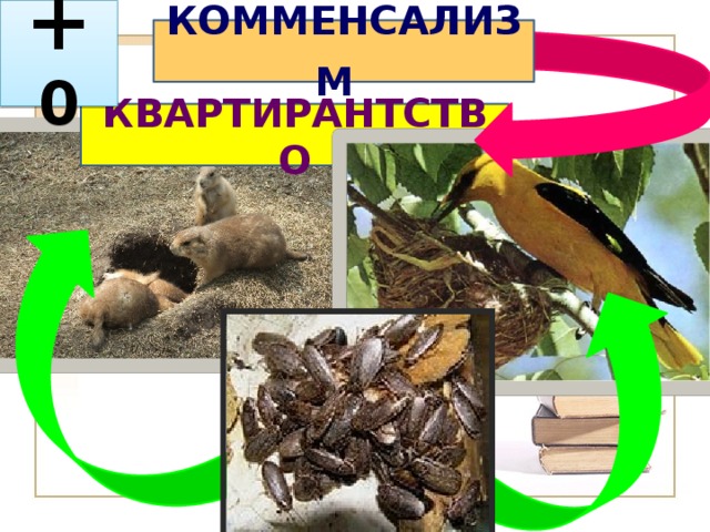 + 0 КОММЕНСАЛИЗМ  КВАРТИРАНТСТВО 