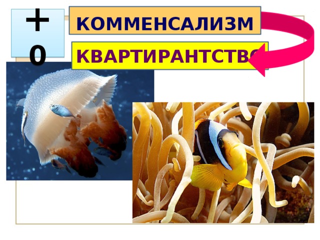 КОММЕНСАЛИЗМ  + 0 КВАРТИРАНТСТВО 