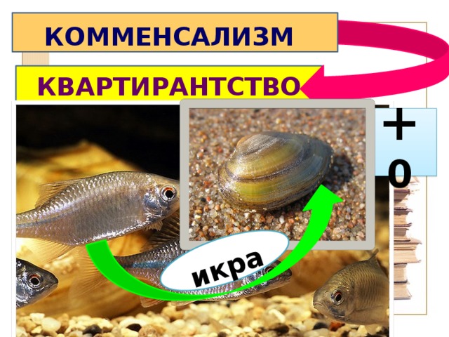 икра  КОММЕНСАЛИЗМ  КВАРТИРАНТСТВО + 0 