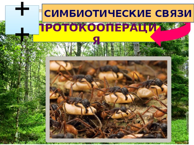 СИМБИОТИЧЕСКИЕ СВЯЗИ  ++ ПРОТОКООПЕРАЦИЯ 