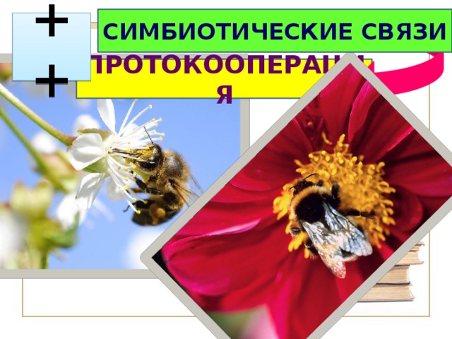 СИМБИОТИЧЕСКИЕ СВЯЗИ  ++ ПРОТОКООПЕРАЦИЯ 