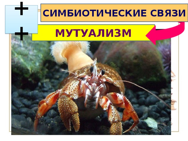 СИМБИОТИЧЕСКИЕ СВЯЗИ  ++ МУТУАЛИЗМ 